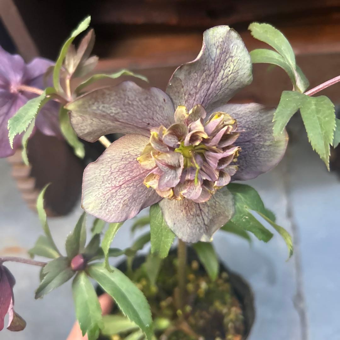 クリスマスローズ　SD 2番　ダーク系