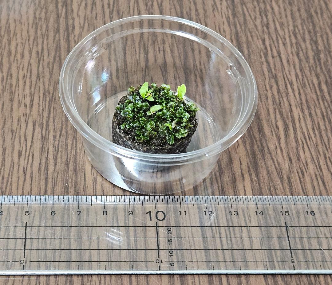 ウィリンキー ジェニー　ビカクシダ 胞子培養