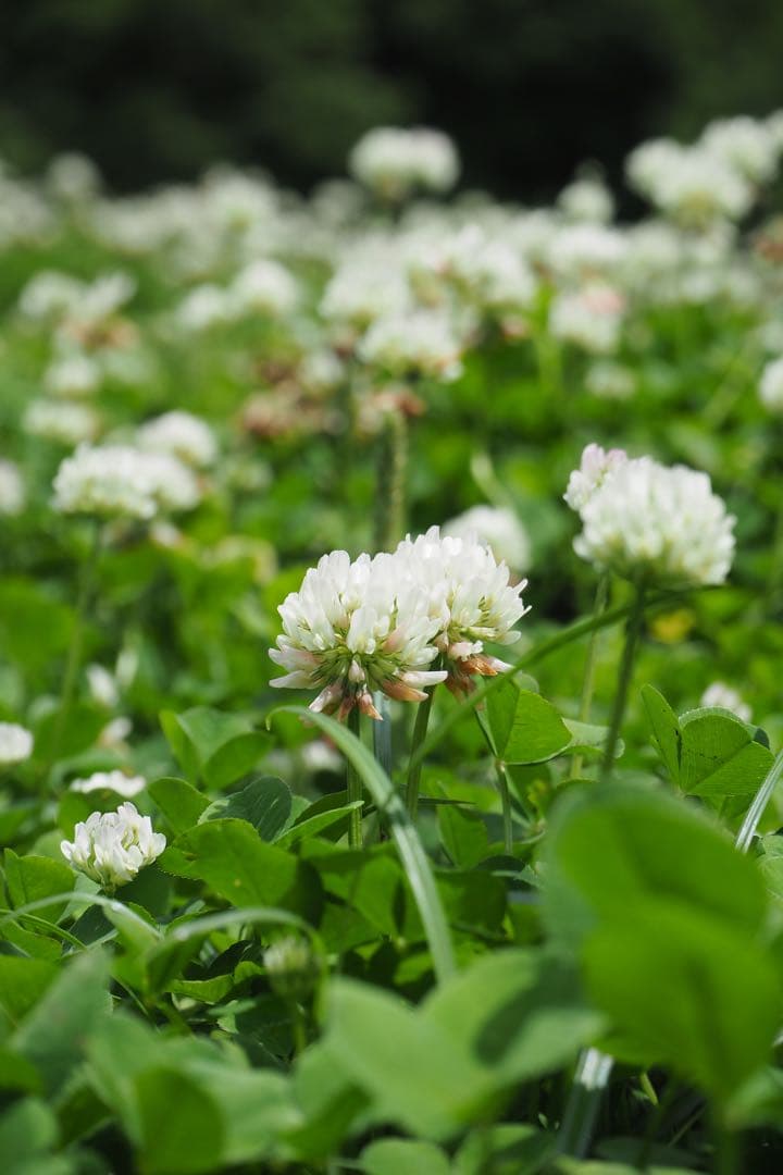 再値下げ！OLYMPUS OM-D E-M10 Mark II