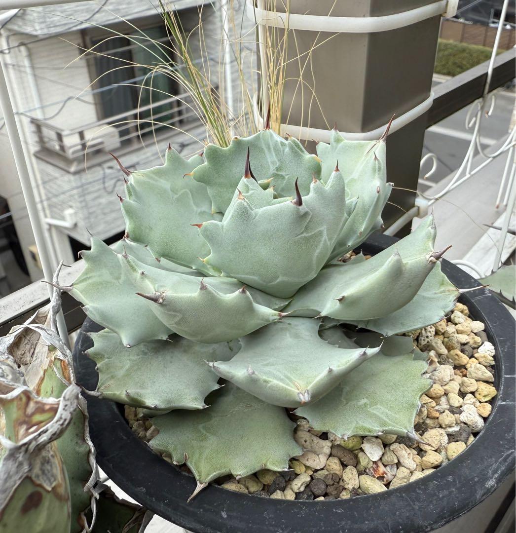 【専用もちけん様】アガベ イシスメンシス