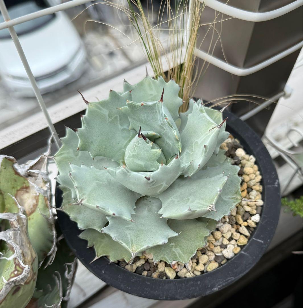 【専用もちけん様】アガベ イシスメンシス