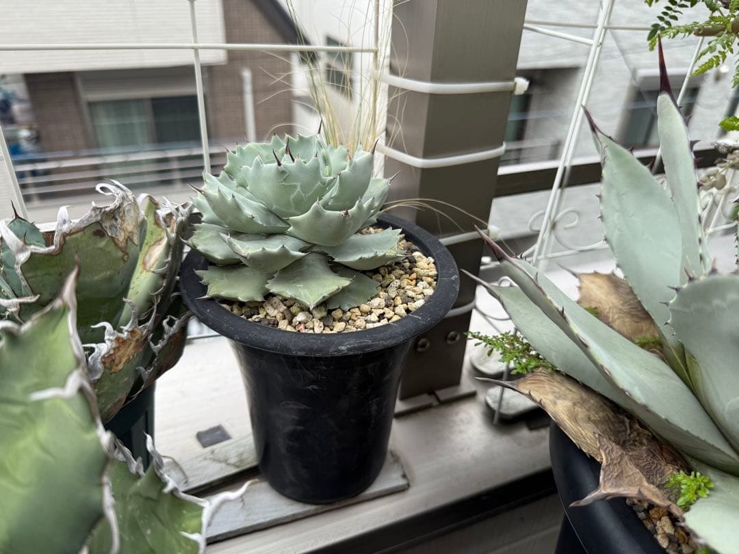 【専用もちけん様】アガベ イシスメンシス