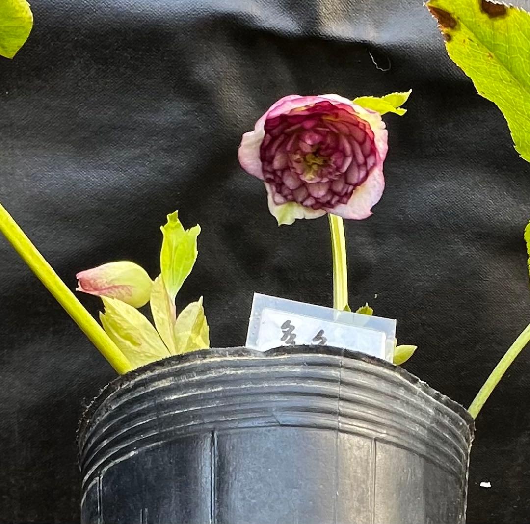 クリスマスローズ多弁開花株　2株セット