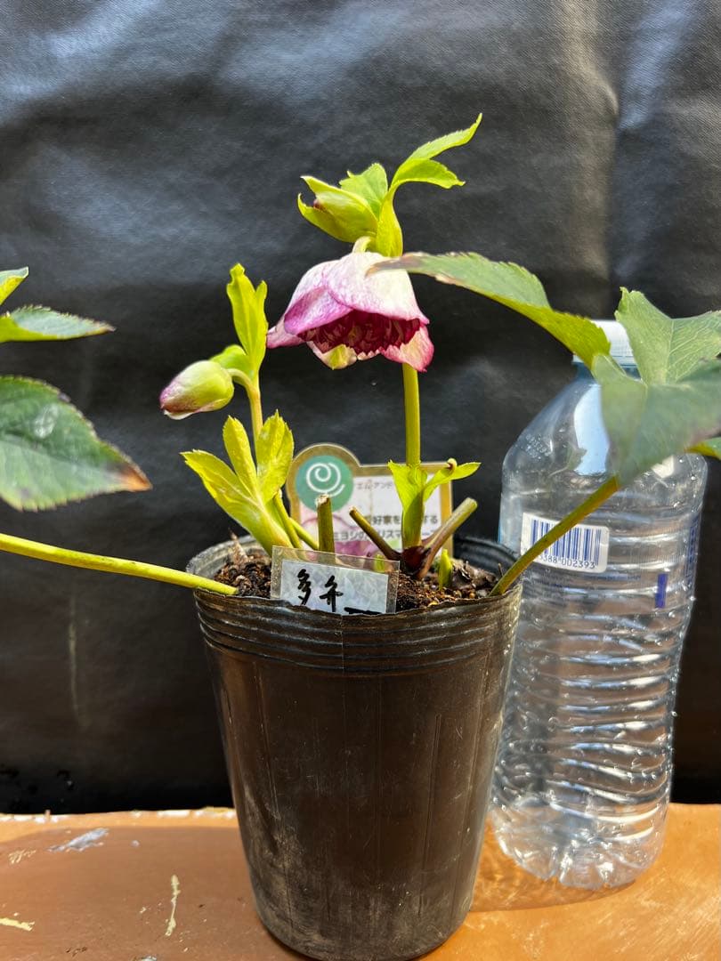 クリスマスローズ多弁開花株　2株セット