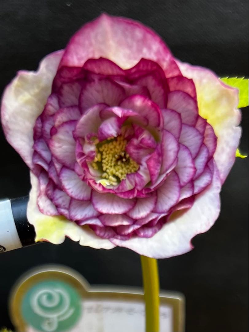 クリスマスローズ多弁開花株　2株セット