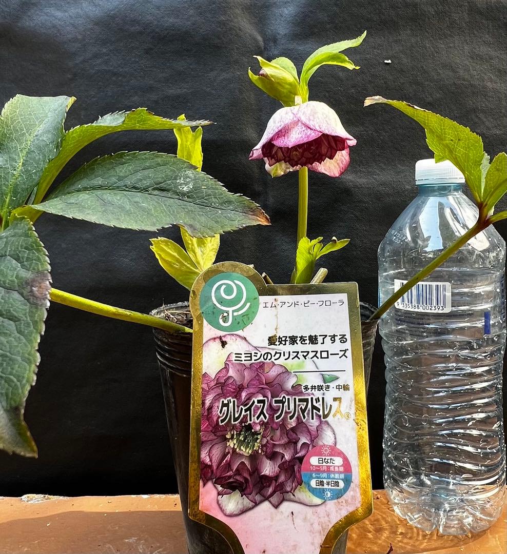 クリスマスローズ多弁開花株　2株セット