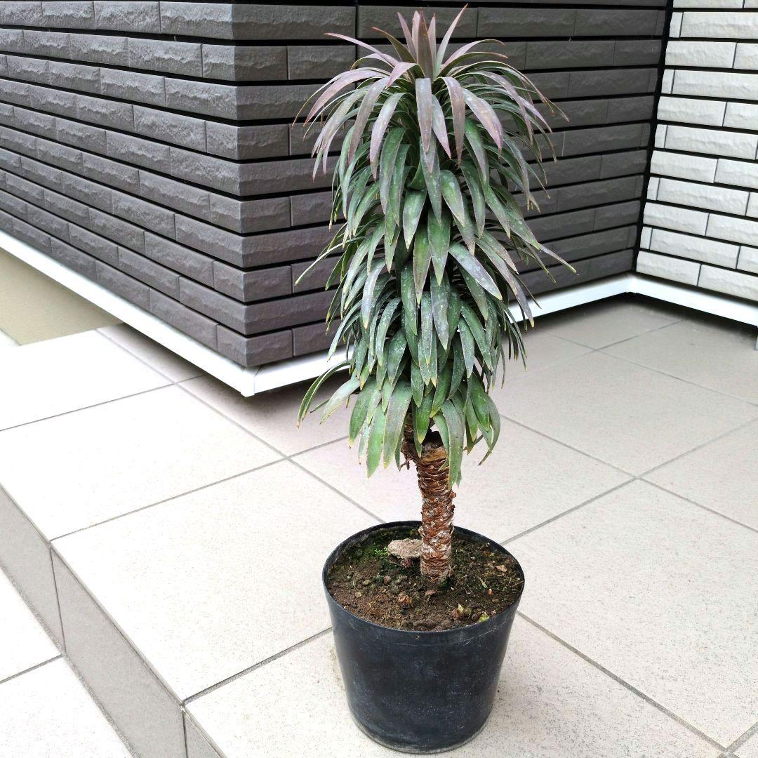 観葉植物　ユッカ　デスメティアーナ　６号鉢