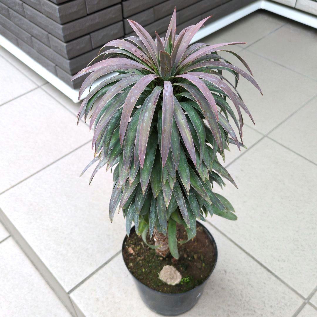 観葉植物　ユッカ　デスメティアーナ　６号鉢