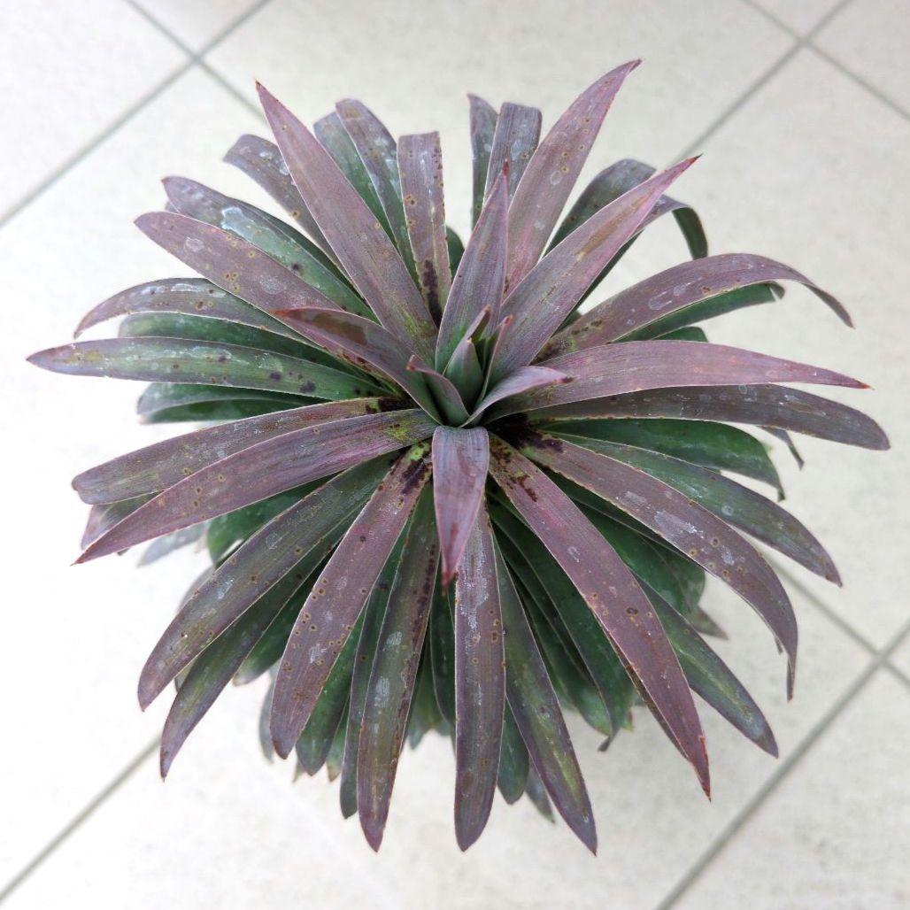 観葉植物　ユッカ　デスメティアーナ　６号鉢