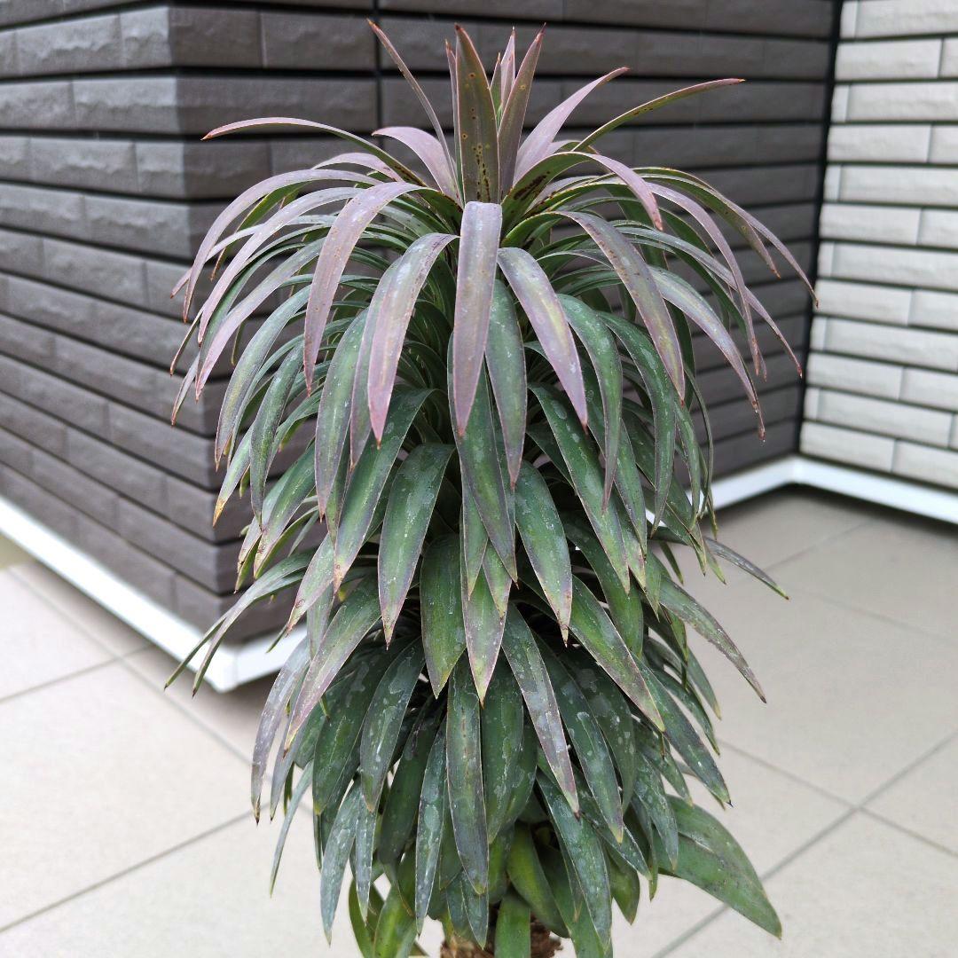 観葉植物　ユッカ　デスメティアーナ　６号鉢