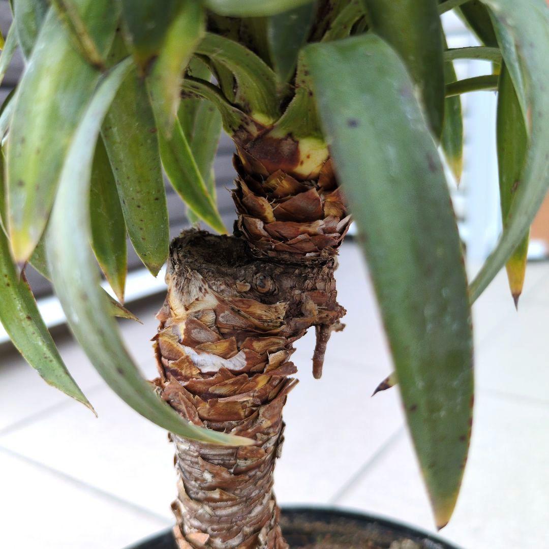 観葉植物　ユッカ　デスメティアーナ　６号鉢