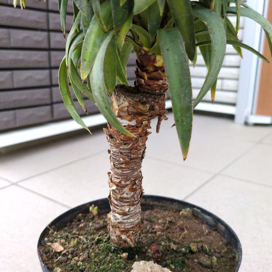 観葉植物　ユッカ　デスメティアーナ　６号鉢