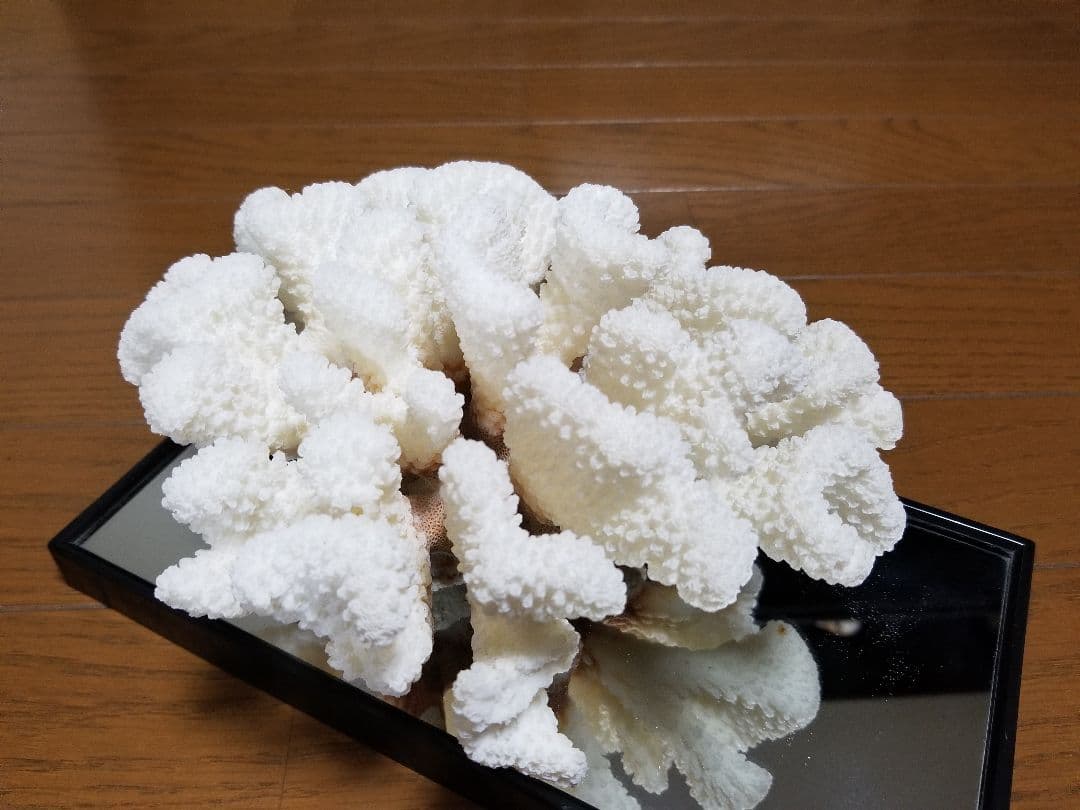 天然 白珊瑚 珊瑚 サンゴ 白化 原木 置物 観賞用 インテリア オブジェ
