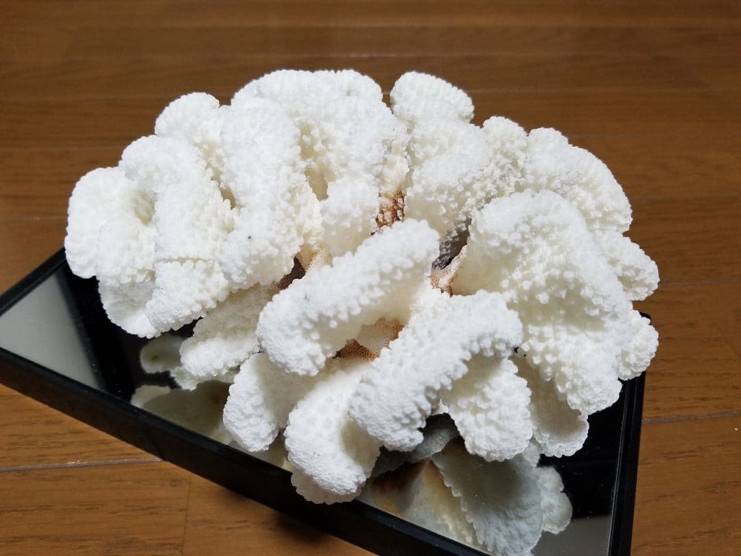 天然 白珊瑚 珊瑚 サンゴ 白化 原木 置物 観賞用 インテリア オブジェ