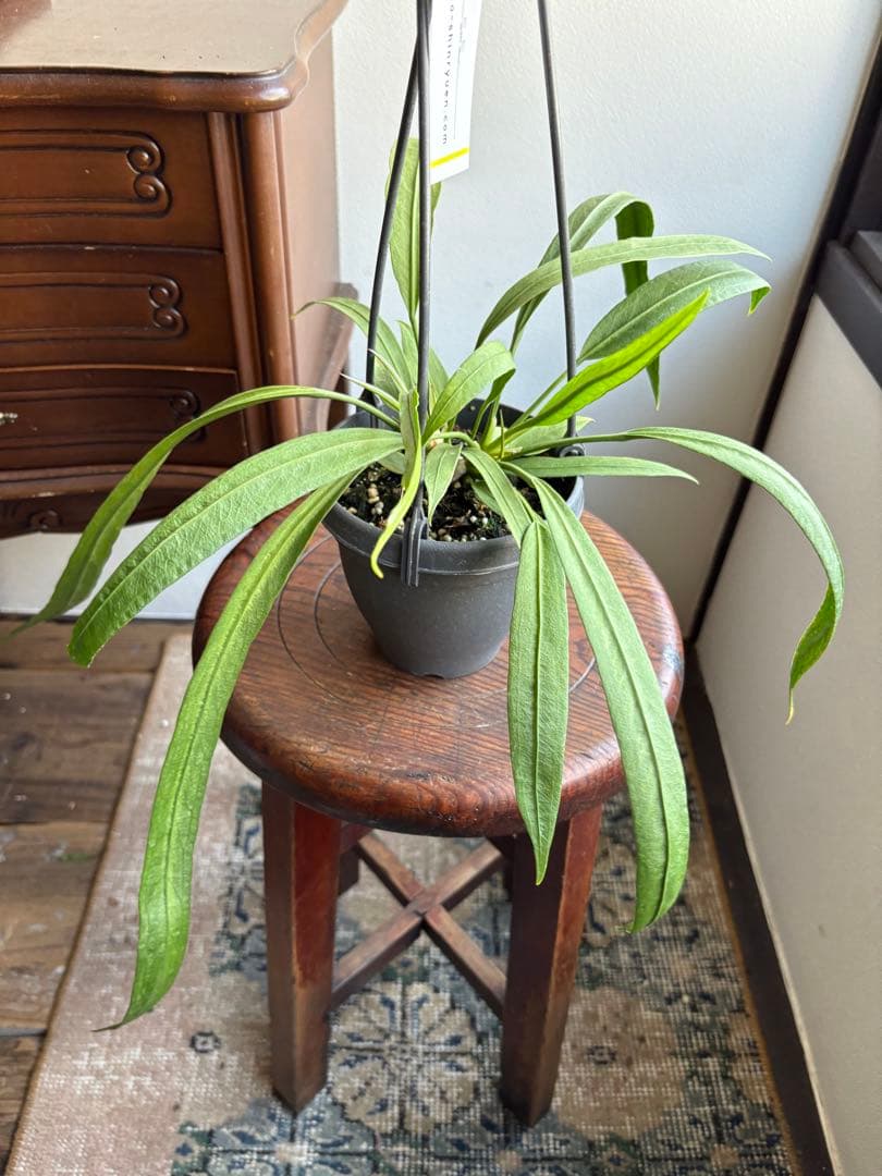 アンスリウム　ビッタリフォリウム　4号　吊り鉢　①