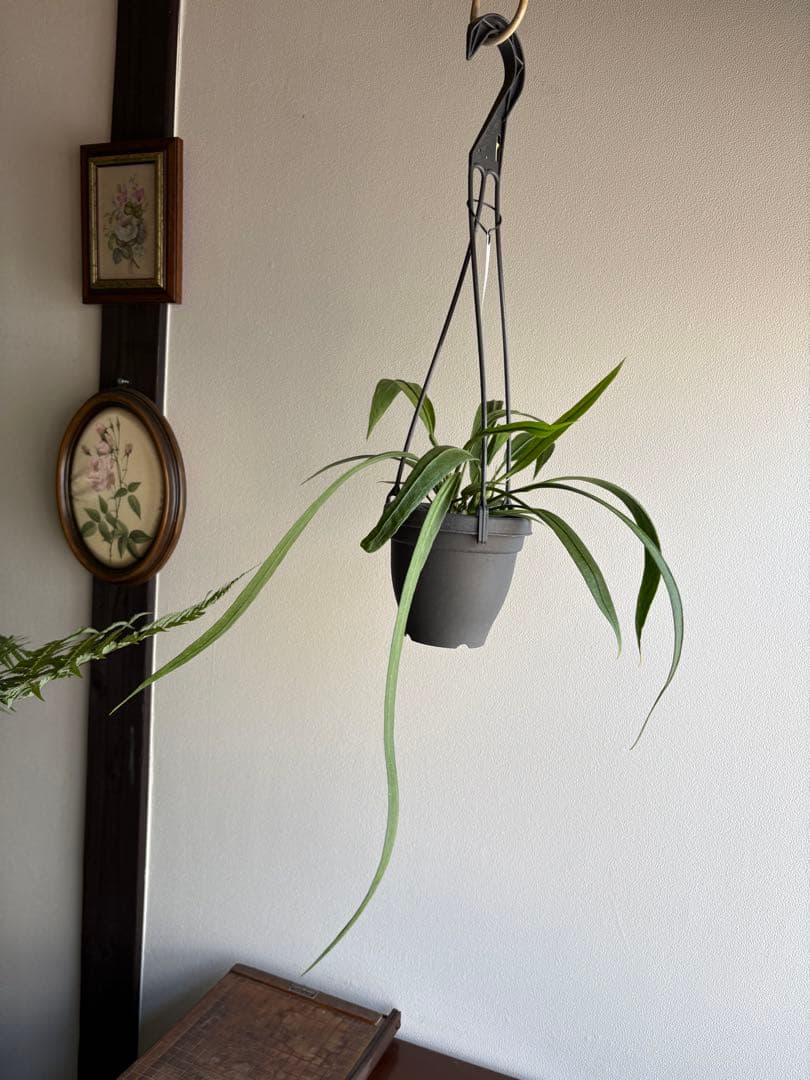 アンスリウム　ビッタリフォリウム　4号　吊り鉢　①