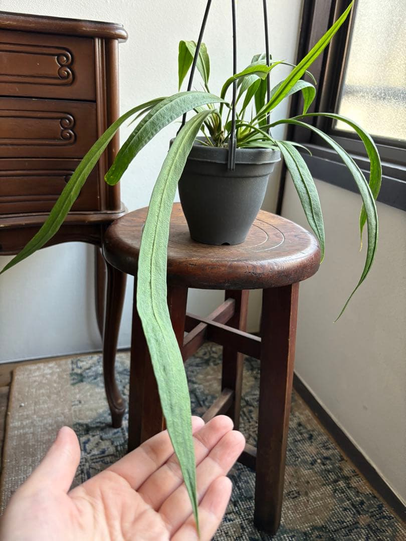 アンスリウム　ビッタリフォリウム　4号　吊り鉢　①