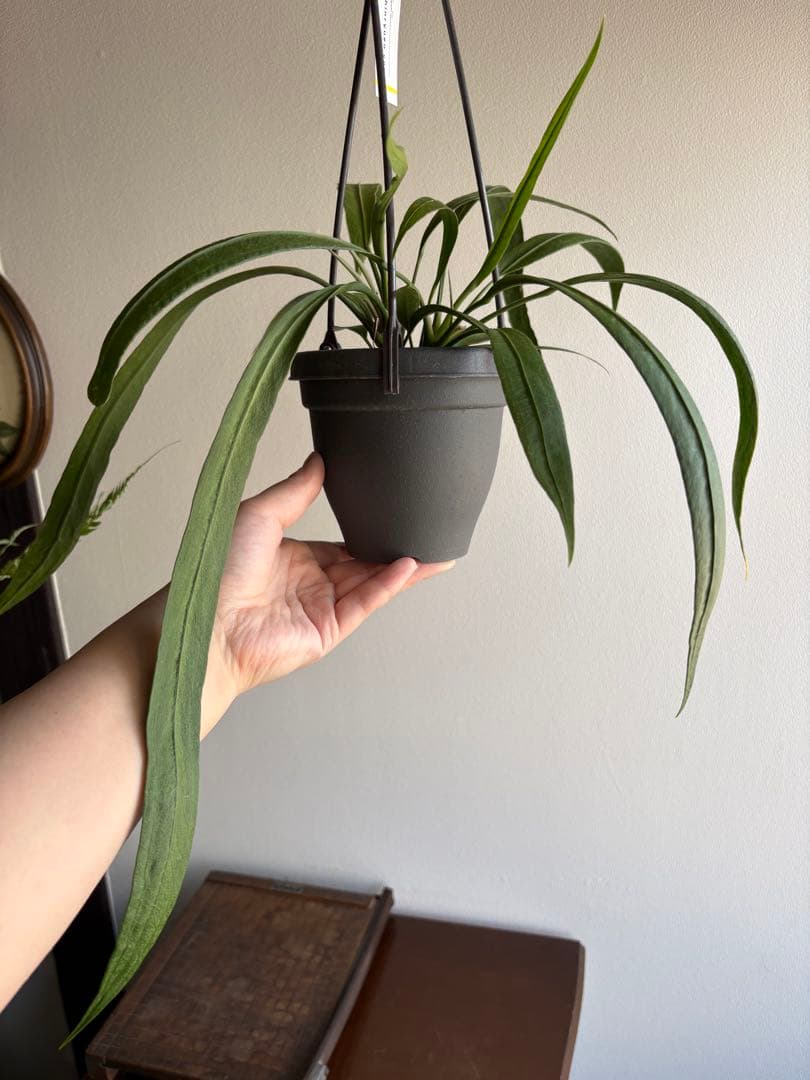 アンスリウム　ビッタリフォリウム　4号　吊り鉢　①