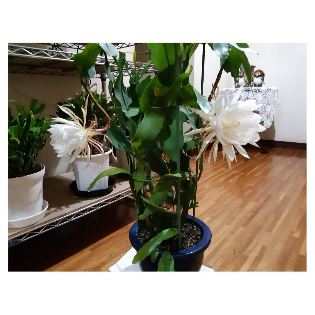 月下美人 6 支柱ポット付き