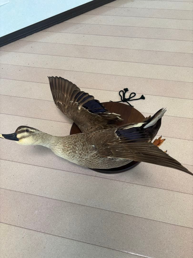 鳥の剥製　鴨　美品　壁掛け