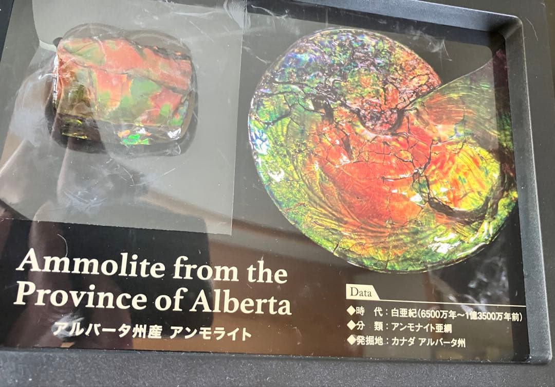 アンモライト⭐︎200カラット（41g ）