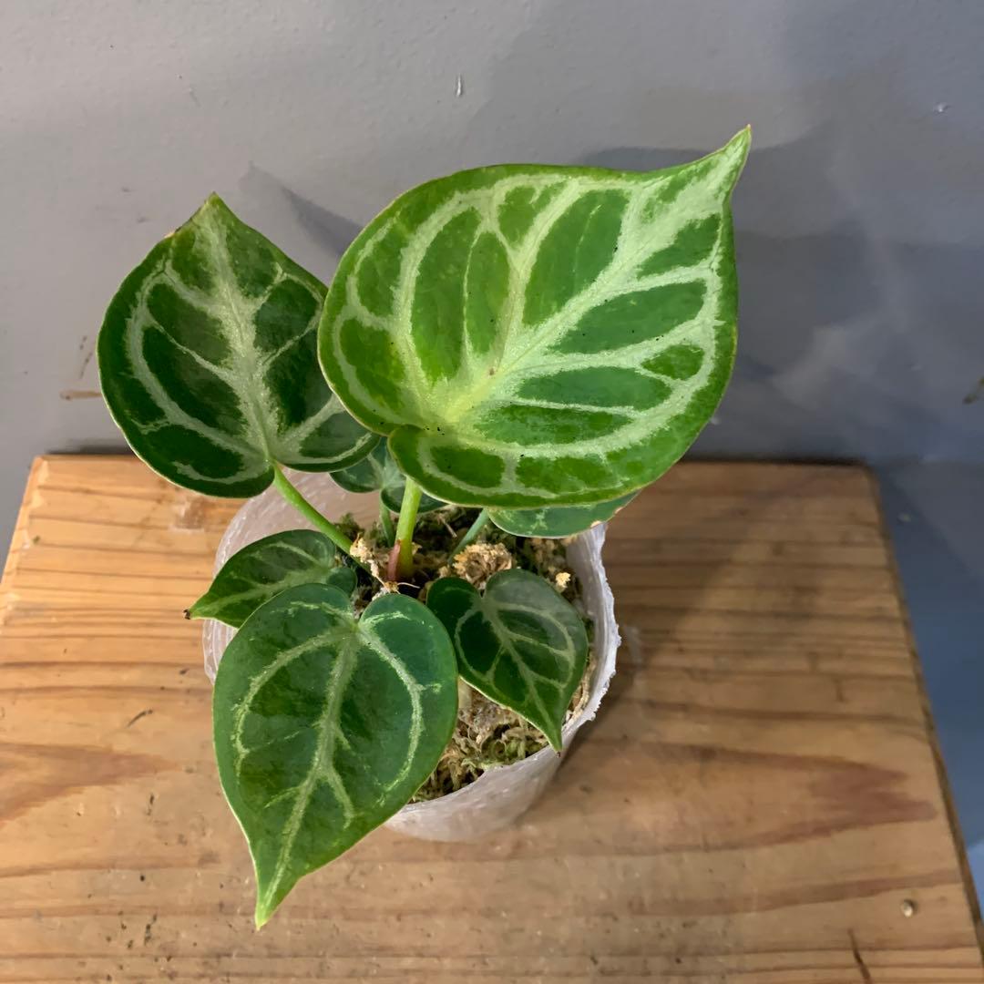 アンスリウム ドラヤキ 2