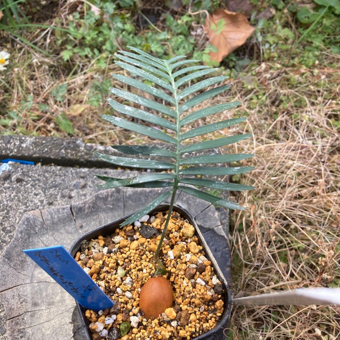 ソテツ　ディオーン　エデューレ　パルマソラ