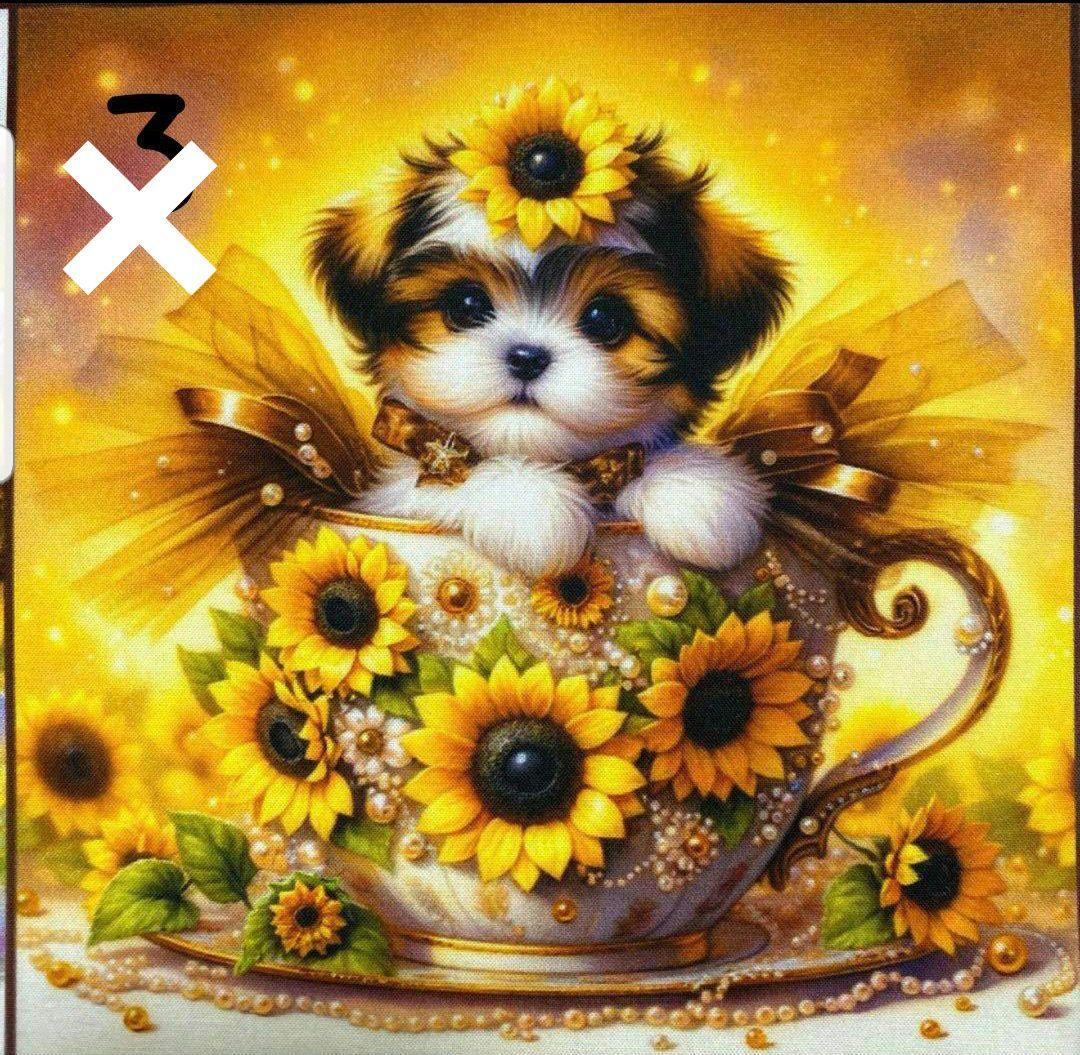 オーダー受付　向日葵　マルチーズ&シーズー　ご予約ページ　3/11