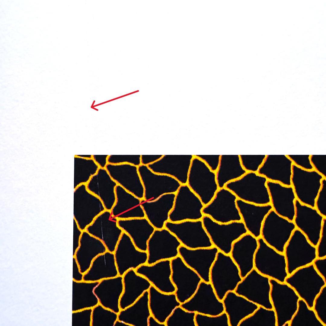 【限定27/500】草間彌生☆かぼちゃ☆リトグラフ☆証明書付☆額装済