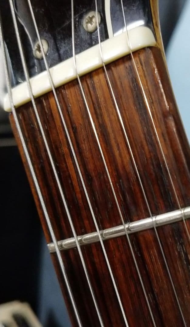 Burny バーニーシャチ FERNANDES