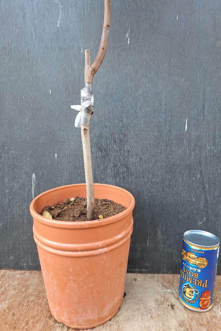 ポポー　苗木　【タイラー】