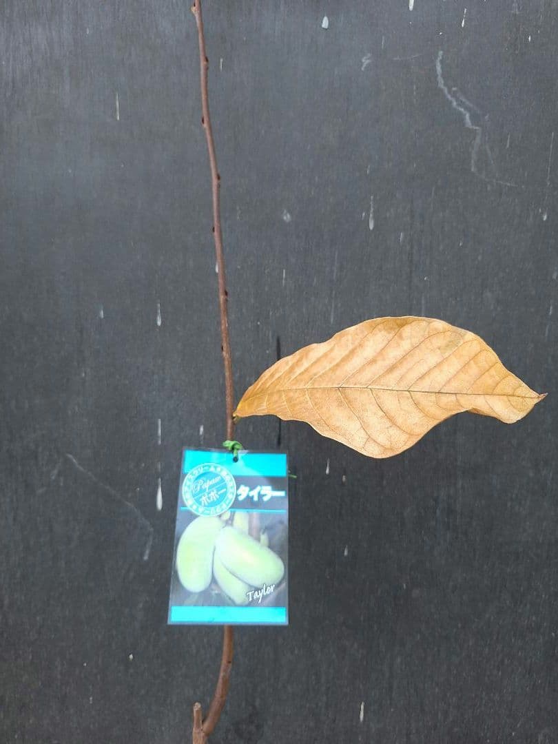 ポポー　苗木　【タイラー】