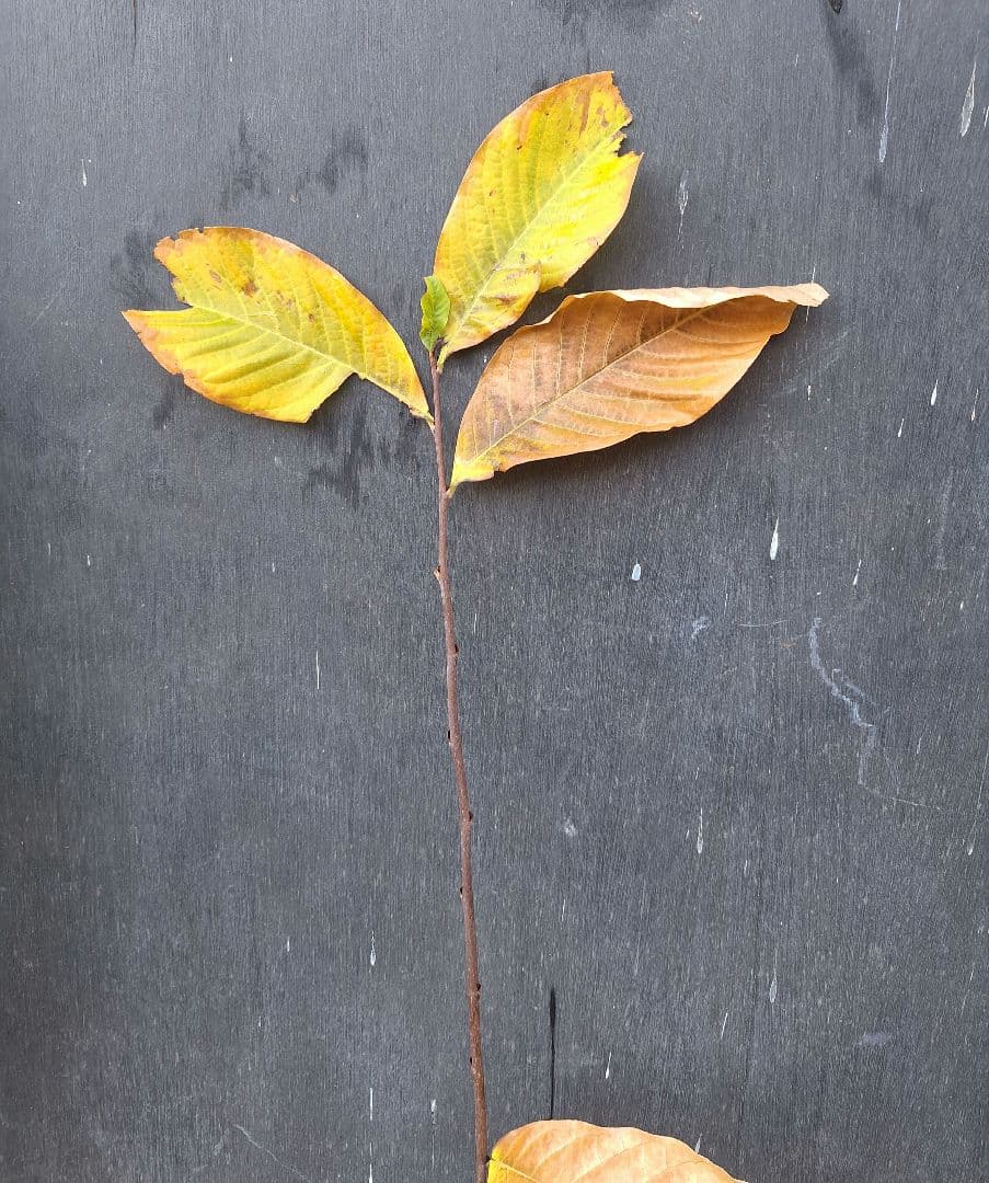 ポポー　苗木　【タイラー】