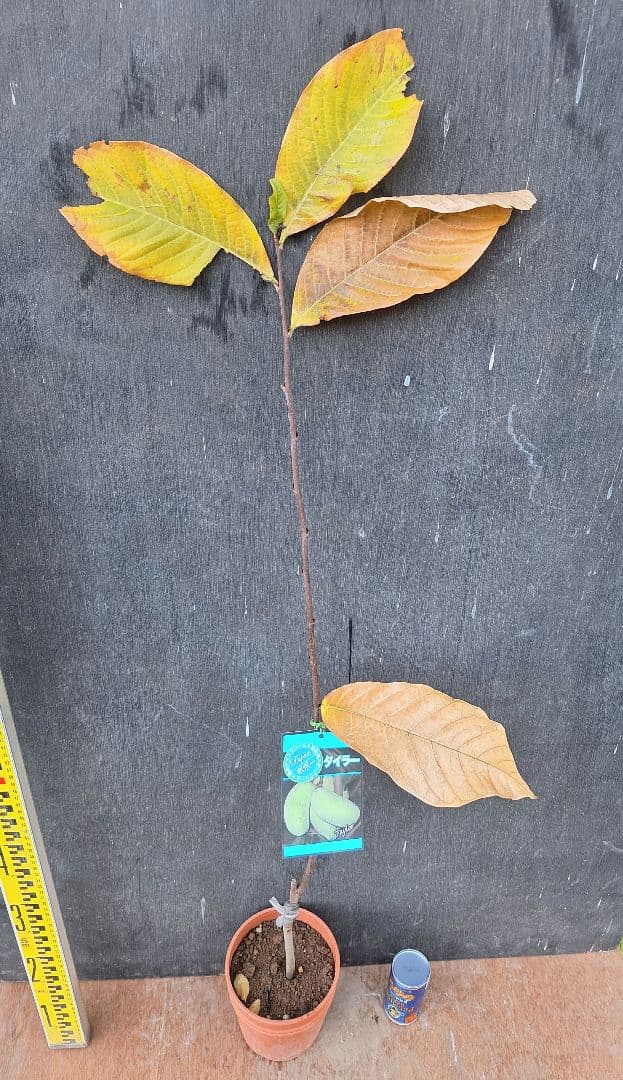 ポポー　苗木　【タイラー】