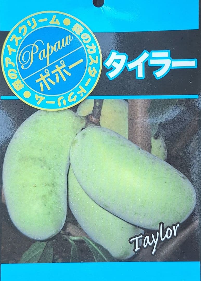 ポポー　苗木　【タイラー】