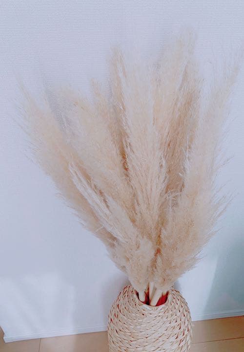 パンパスグラス 大きいサイズ