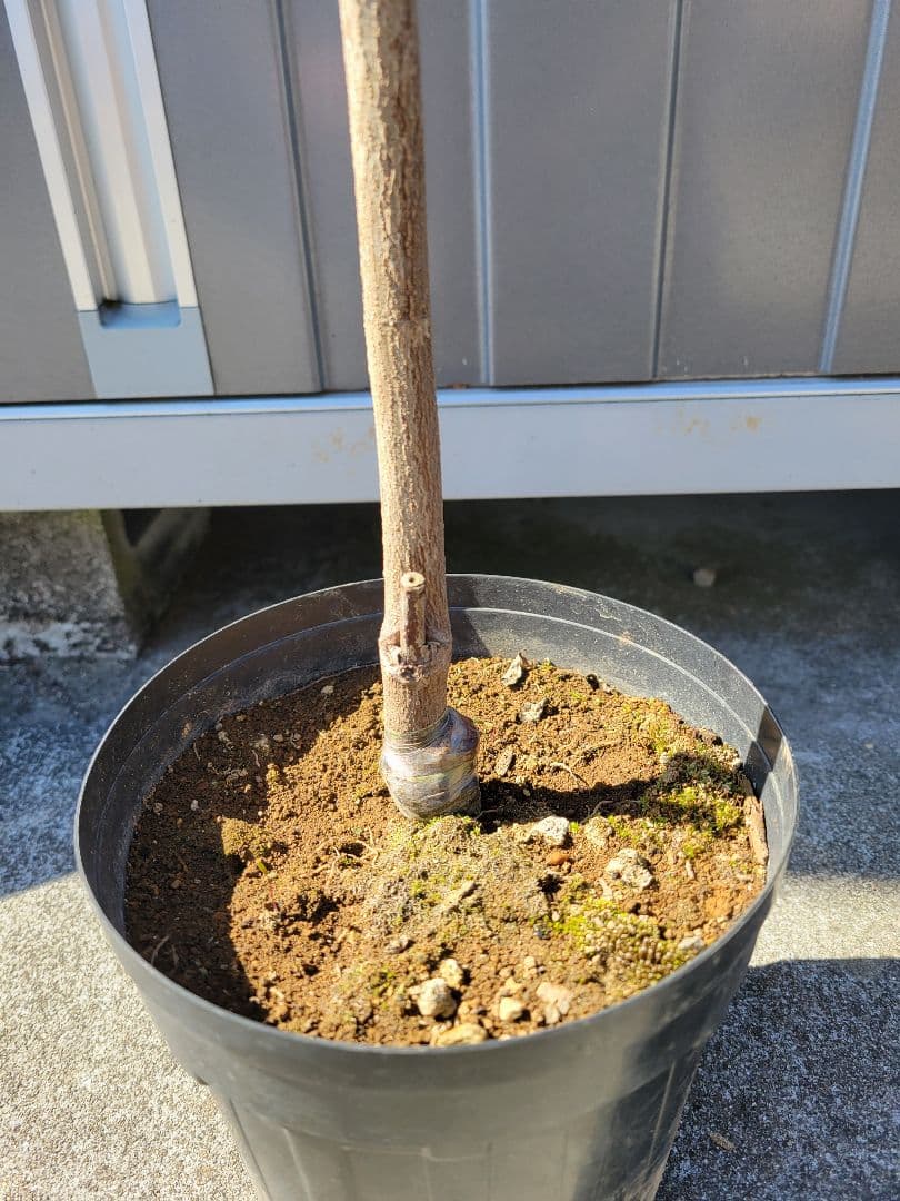 ハナミズキ　花水木　落葉樹 苗木 つぼみ有