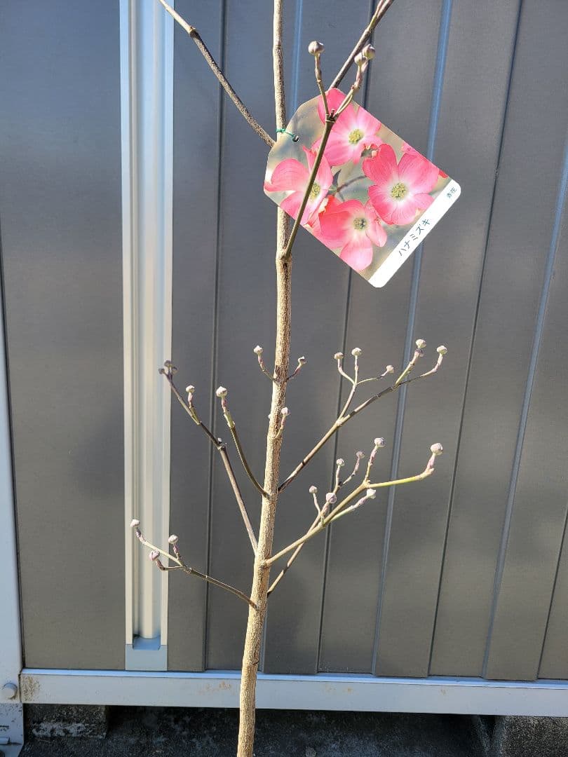 ハナミズキ　花水木　落葉樹 苗木 つぼみ有