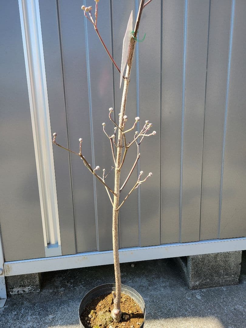 ハナミズキ　花水木　落葉樹 苗木 つぼみ有