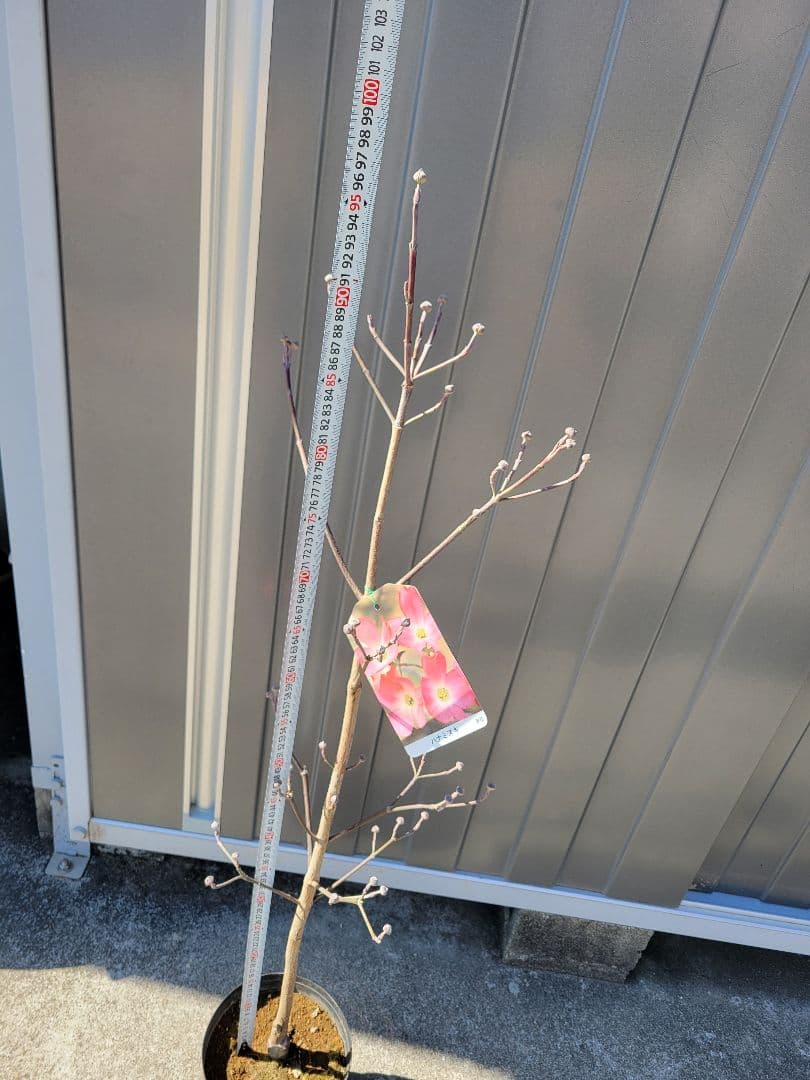 ハナミズキ　花水木　落葉樹 苗木 つぼみ有