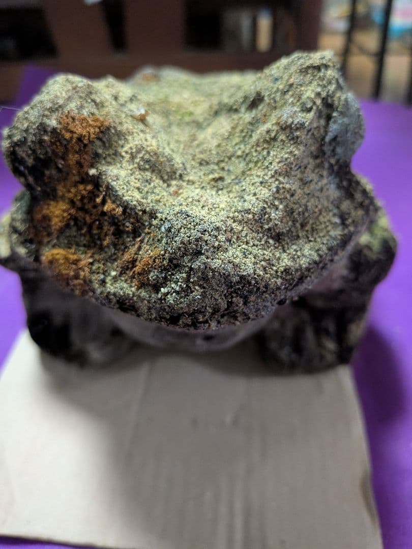 海外コレクター向き明治時代〜昭和戦前期頃蛙苔むした全長２３センチ重さ５キロ飾置物