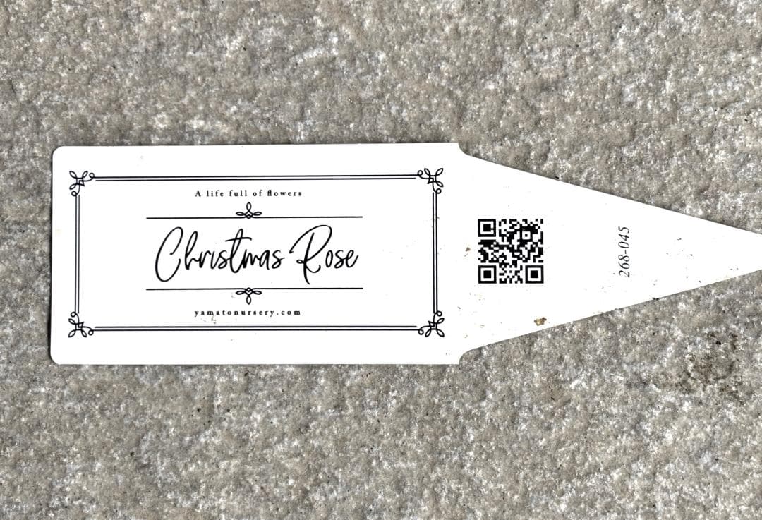 クリスマスローズ♡大和園♡シングル♡ホワイト