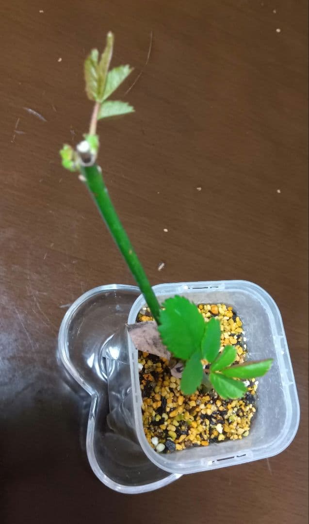 和バラ苗　(入手困難）　超激レア