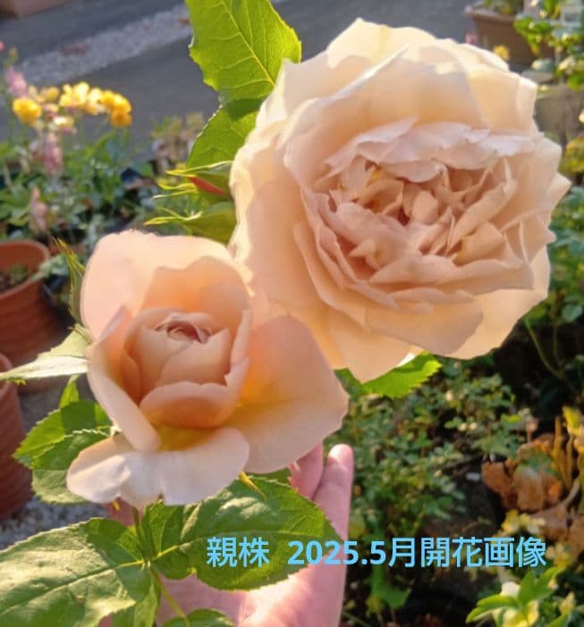 和バラ苗　(入手困難）　超激レア