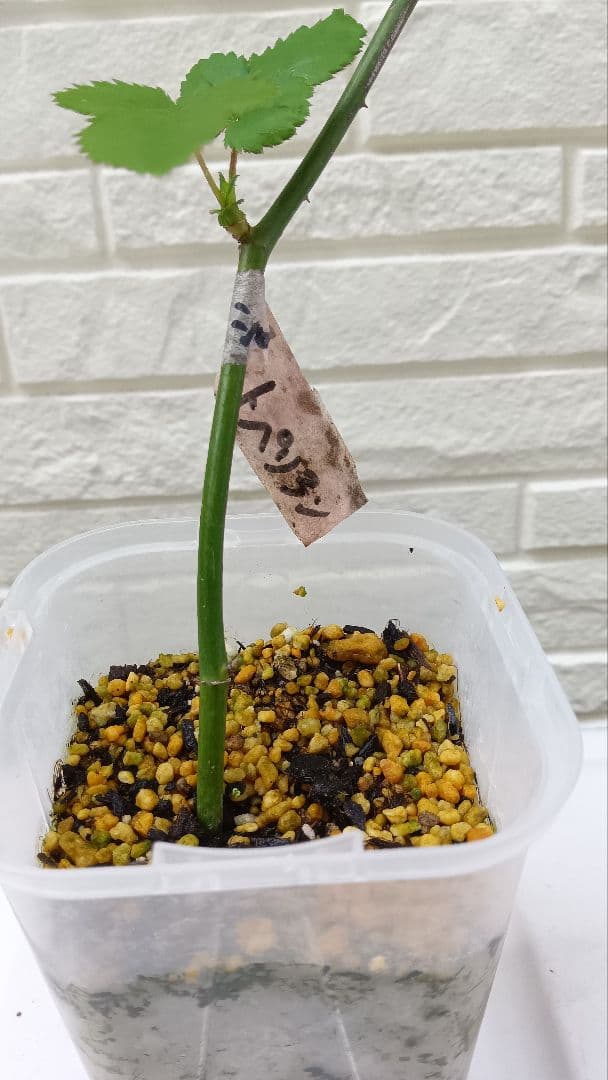 和バラ苗　(入手困難）　超激レア