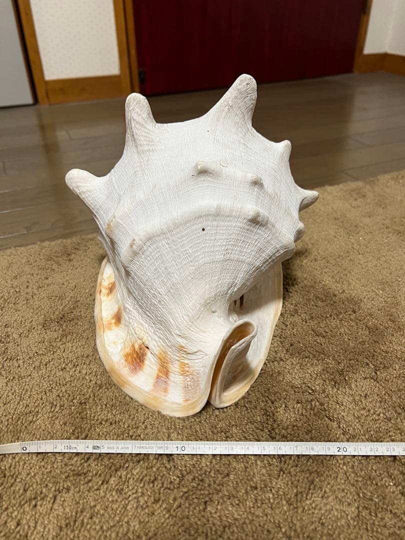 貝　インテリア 唐冠貝 トウカムリガイ 巻貝