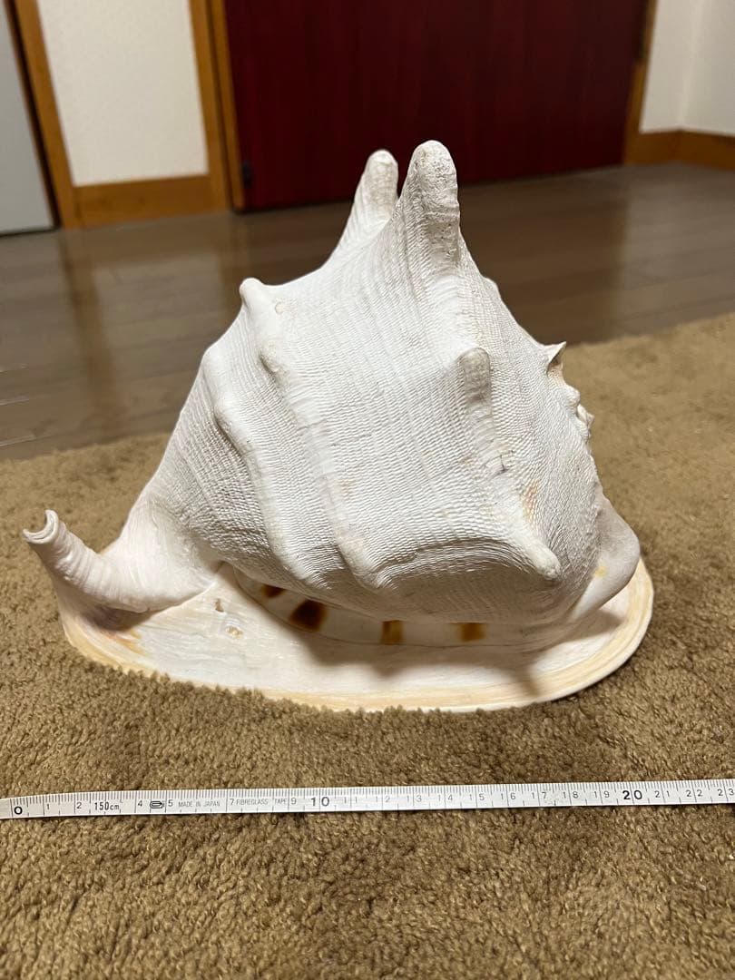 貝　インテリア 唐冠貝 トウカムリガイ 巻貝