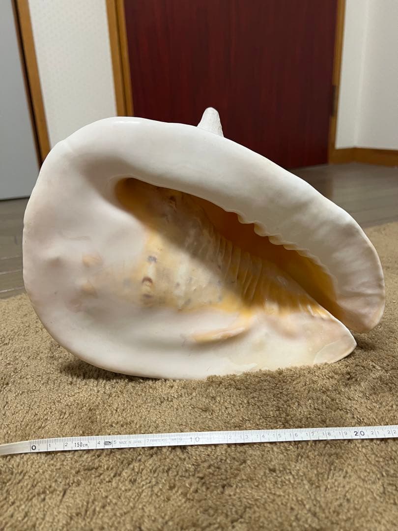貝　インテリア 唐冠貝 トウカムリガイ 巻貝
