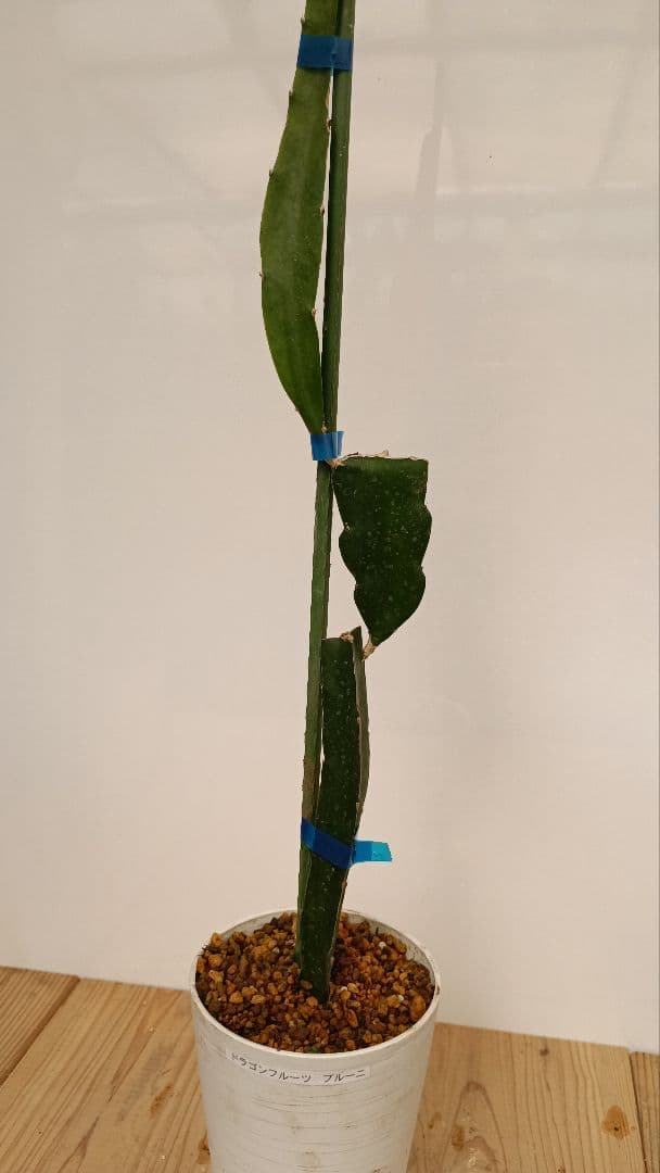 ゴールデン、オレンジ、ブルーニ、レッドのドラゴンフルーツ苗　4種セット