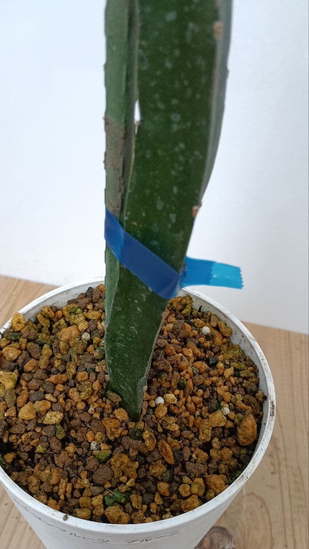 ゴールデン、オレンジ、ブルーニ、レッドのドラゴンフルーツ苗　4種セット